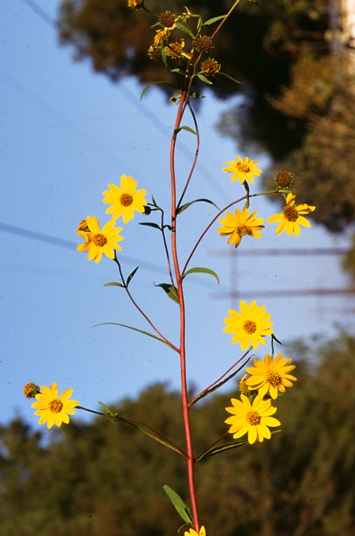 {Helianthus verticillatus}